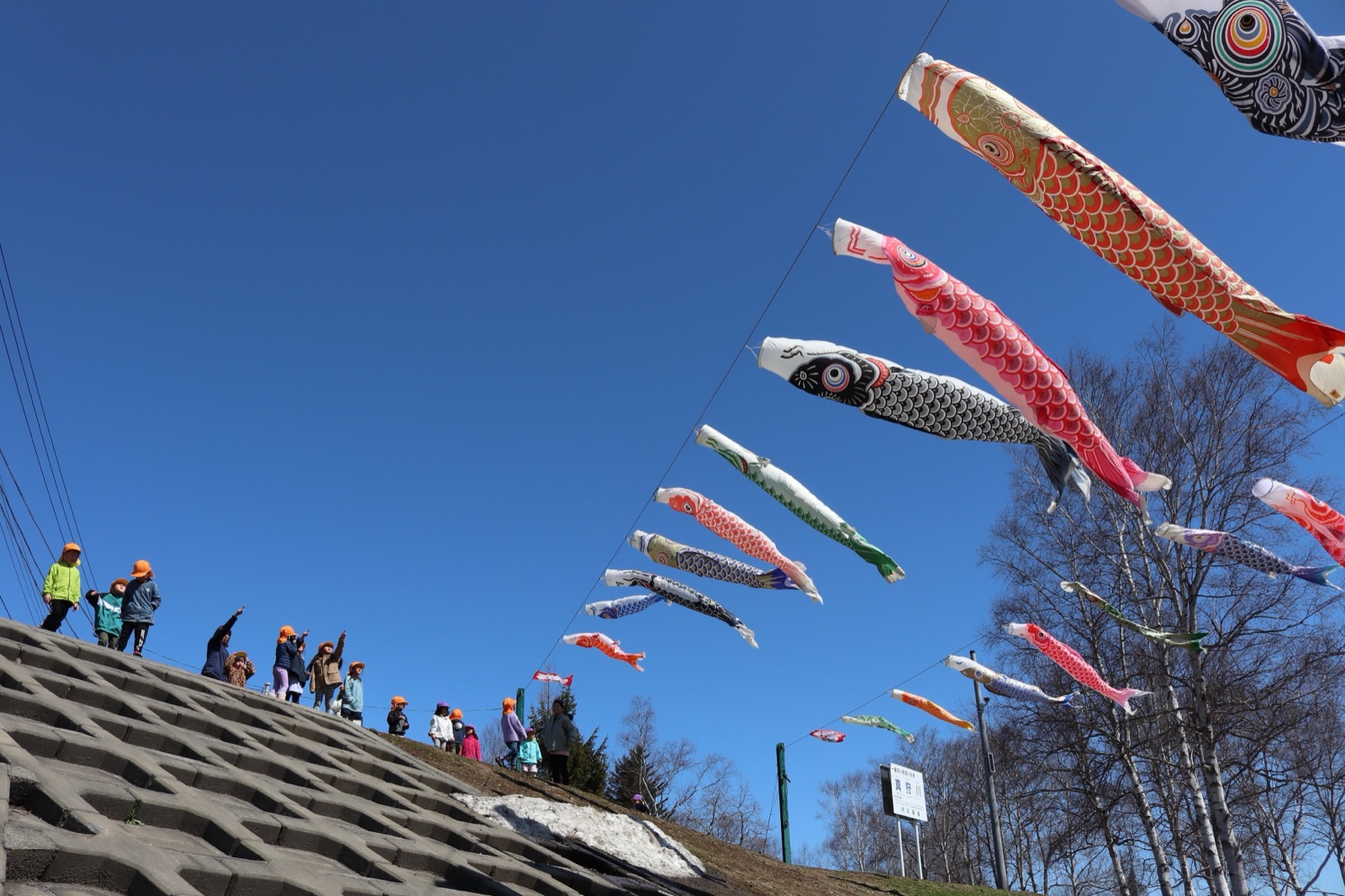 真狩川河川公園の空を泳ぐこいのぼりと、見上げる子どもたち